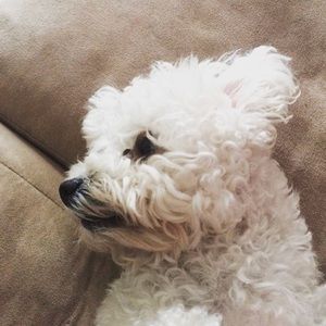 Meet your Posher, Abigail